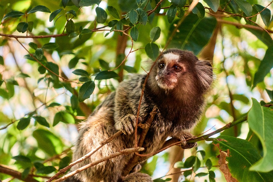 Macaco sagui: saiba como criar a espécie no Brasil