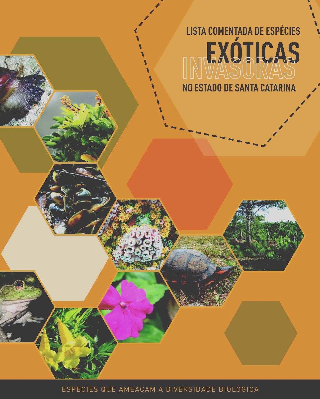 0 13.jpgcomeisexotic