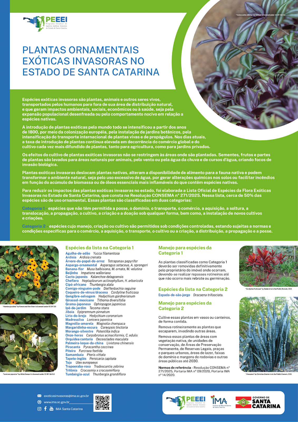 0miudinhasspeeivertical