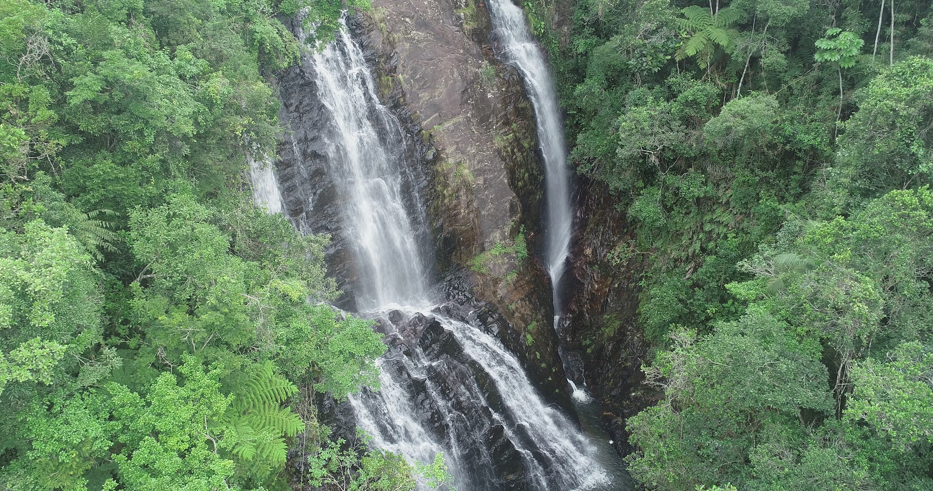 Canela preta Adrio 1