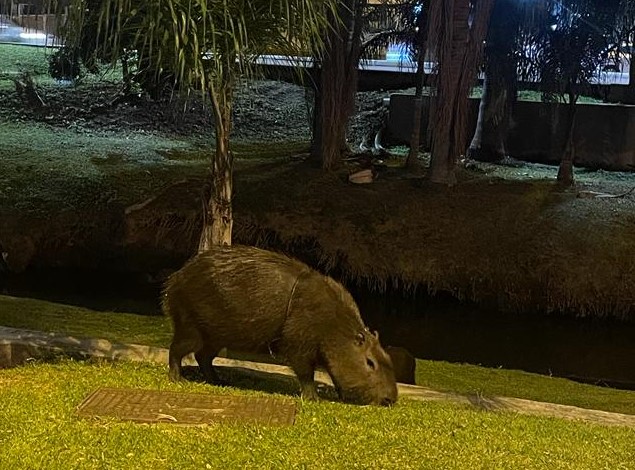 CRIAÇÃO DE ANIMAIS: Criação de Capivara