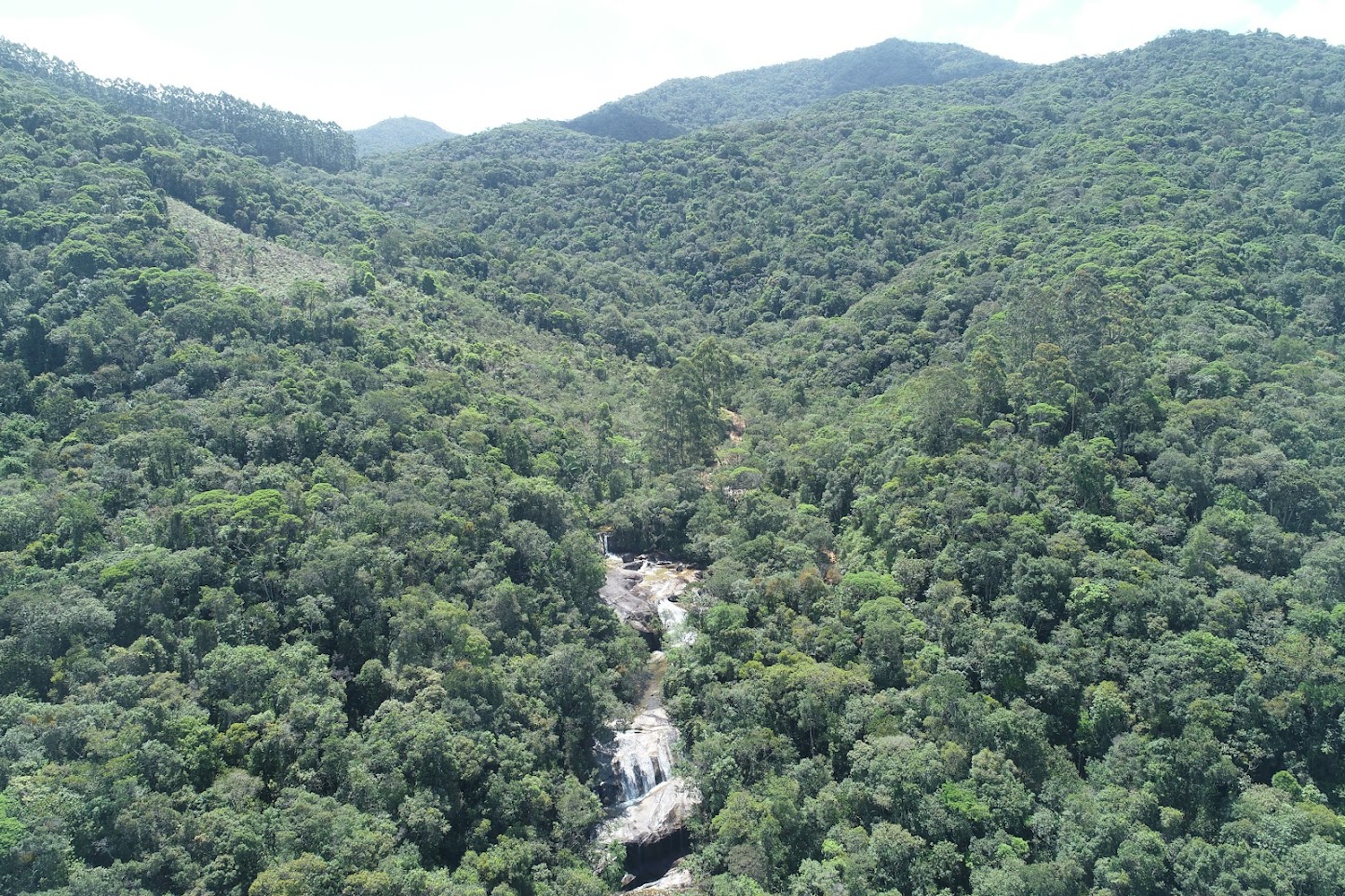 foto tabuleiro mata atlantica