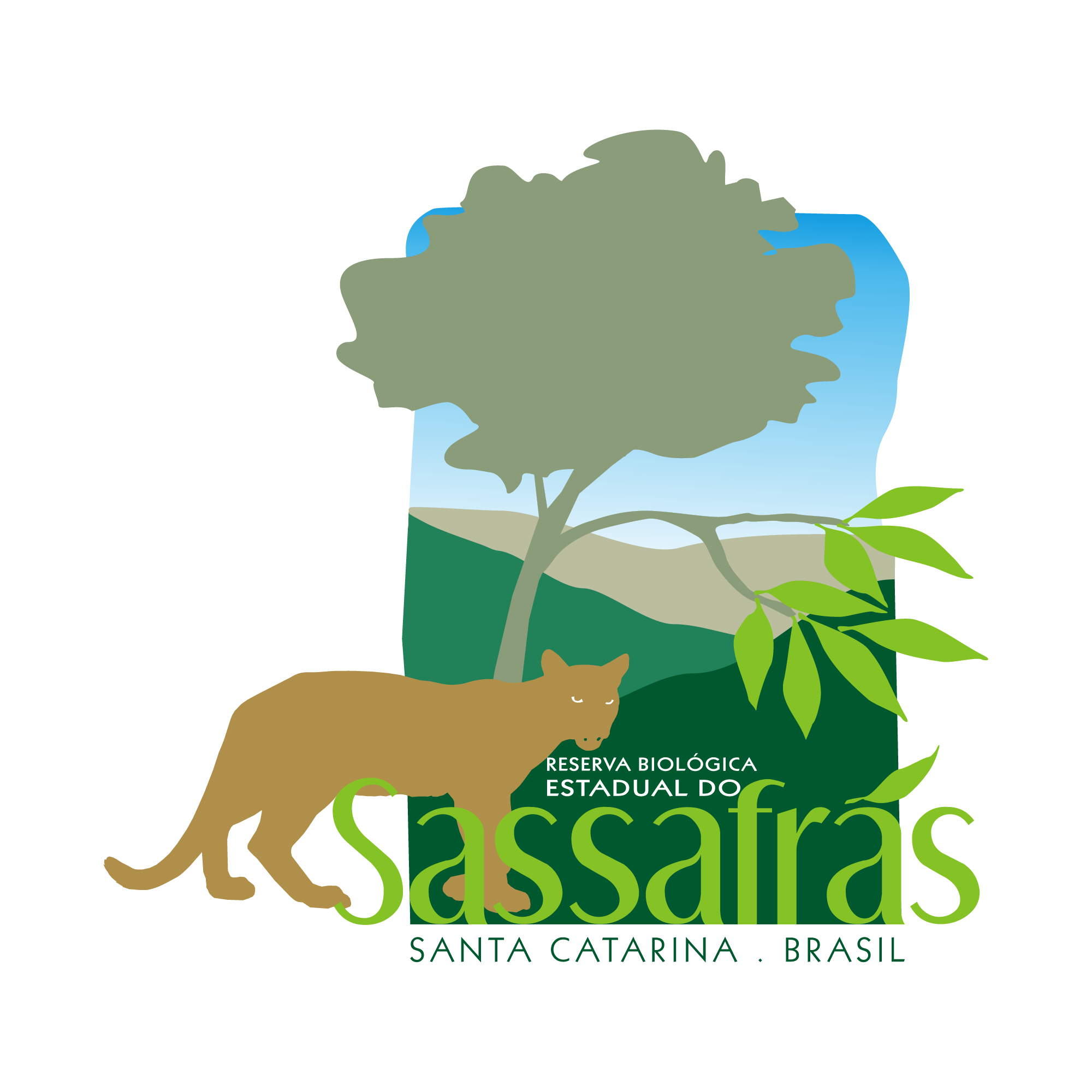 sassafras alta