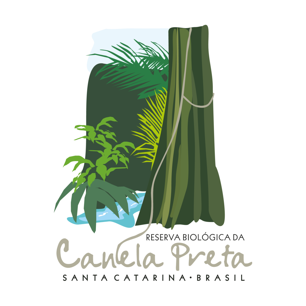 canela preta alta