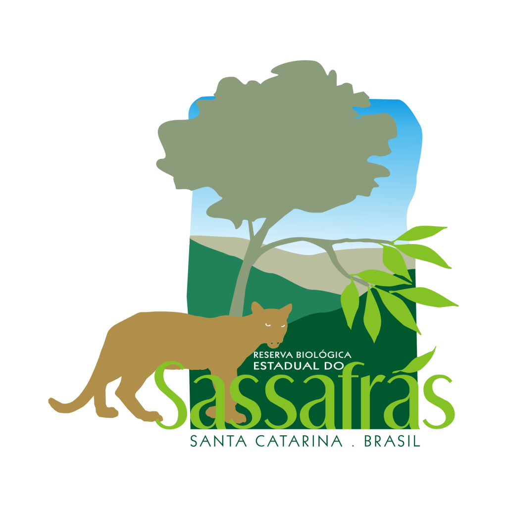 sassafras alta