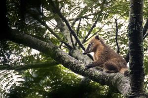IMA orienta população sobre como agir ao encontrar animais silvestres